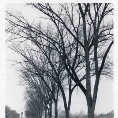P80-101 View of North Main Street From Pleasant Lane to North Avenue