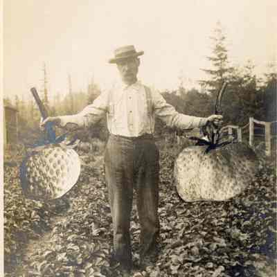 Big Strawberries Stanwood, Wash.: A man stands in a field holding two enormous superimposed strawberries in his outstretched arms. This is an early example of "photoshop." The image was printed on a postcard, the copyright is for 190- by H.L. Oakes 2023.001.I.E.a.3