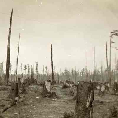 Burned out: the aftermath of logging on the island.: An empty field stretches across the photo frame. There are some trees still standing but most of the tree trucks look sawed off. The field extends approximately 100 yards until a more robust treeline at the back. The foreground shows signs of burning. 2023.001.I.B2.a010