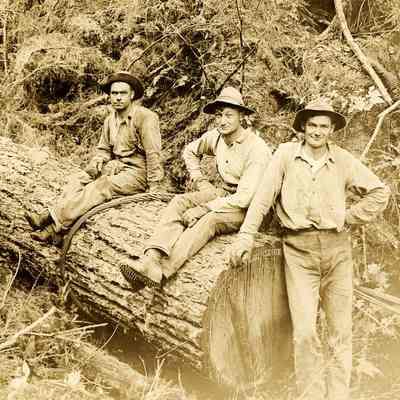Hard work: three loggers sit on or lean against a felled tree.: One man is leaning against the cut end of the tree while two others sit atop the trunk itself. The cross-section comes up to the standing man's hip (approximately 3 feet across?). 2023.001.I.B2.a009