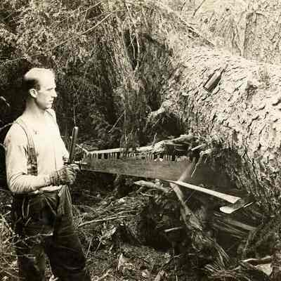 Clearing the way: a logger uses a saw on a tree that has already been felled: A large (approximately 2.5 ft across) tree trunk of a tree that as already fallen (or been purposefully felled) is cut by single man holding one end of a two-person saw. 2023.001.I.B2.a007