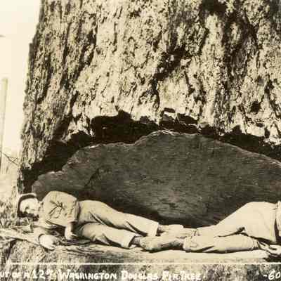 Undercut of a 12ft Washington Douglas Fir Tree: Ellis photograph of two men laying foot to foot across the cut of a 12 ft diameter fir tree on Camano.