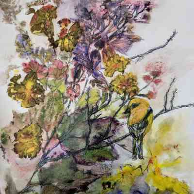 Spring: Marigolds, Plumbago, Oriole