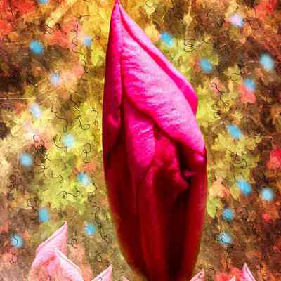 Day 12 Azalea Bud