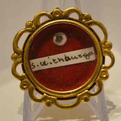 Withburga