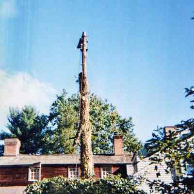 Tree Removal M