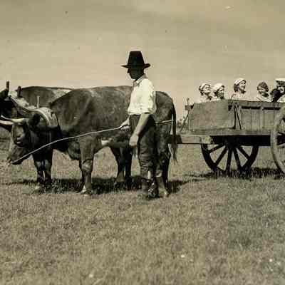 Ox-cart Ride A