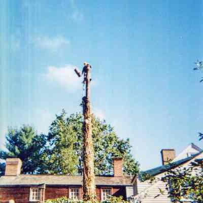 Tree Removal N