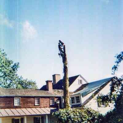 Tree Removal O