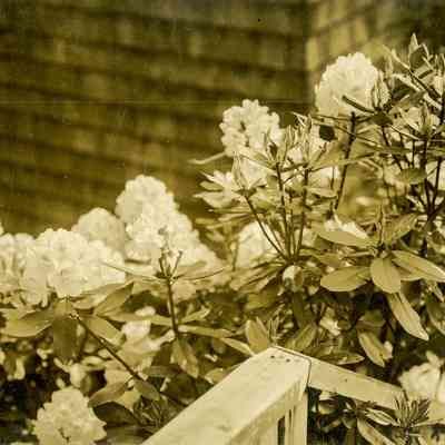 Rhododendron A