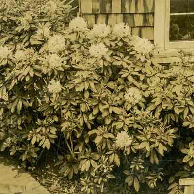 Rhododendron E