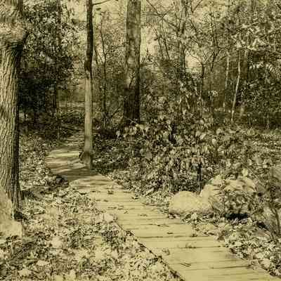 Forest Path A