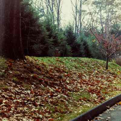 Partridge Hollow Road Graves