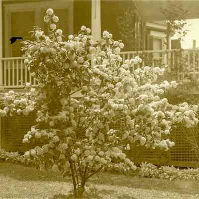 Flowering Tree