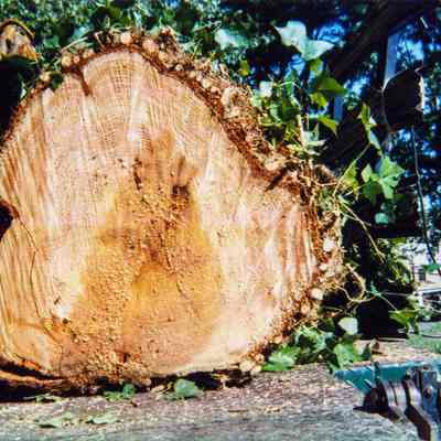 Tree Removal R