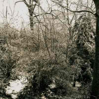 Winter Woods