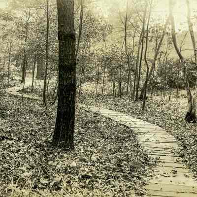 Forest Path B