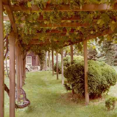 Bush-Holley House Garden D