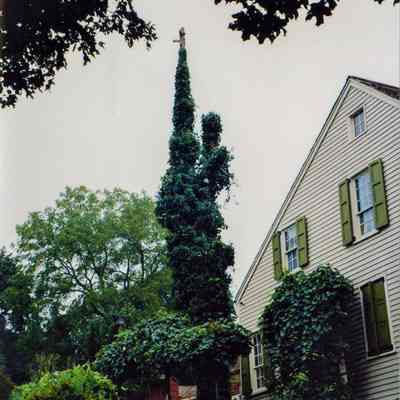 Tree Removal A