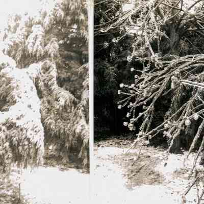 Frozen Branches