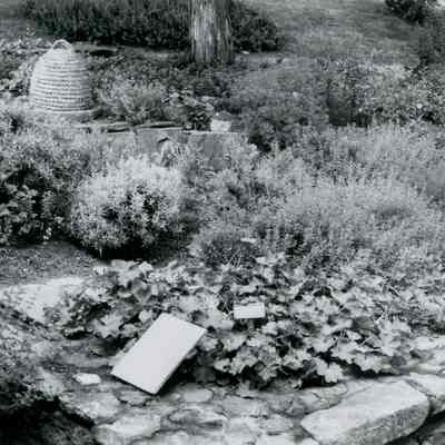 Bush-Holley House Garden C
