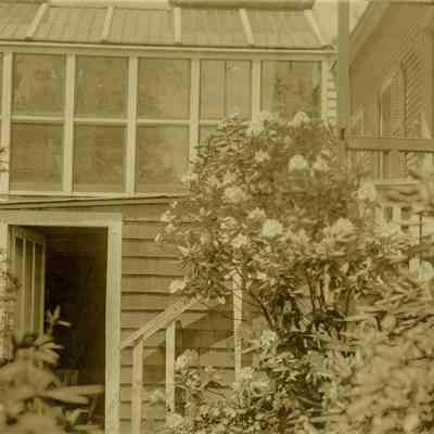 Rhododendron D