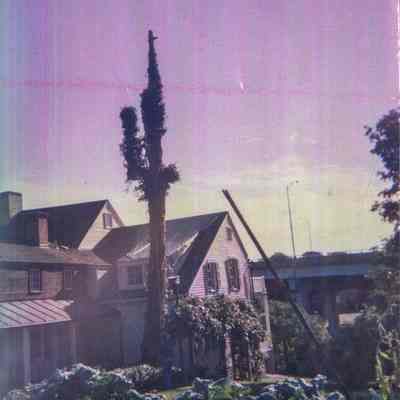 Tree Removal B