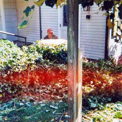 Tree Removal T