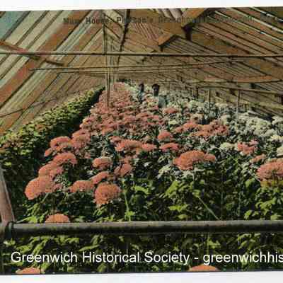 Mum House, Pierson's Greenhouses