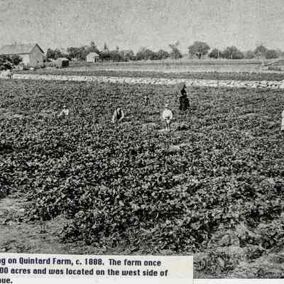 Strawberry Picking on Quintard Farm
