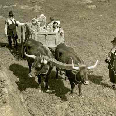 Ox-cart Ride B