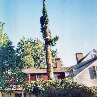 Tree Removal C