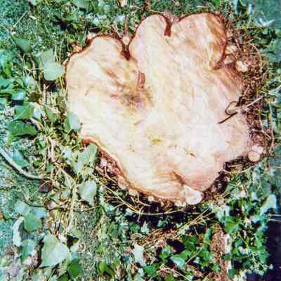 Tree Removal U