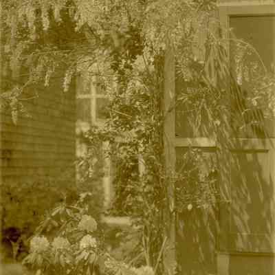 Wisteria