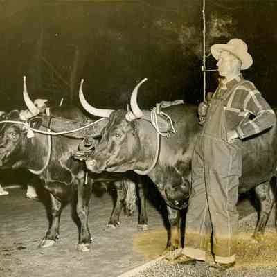 Oxen in Greenwich Pageant