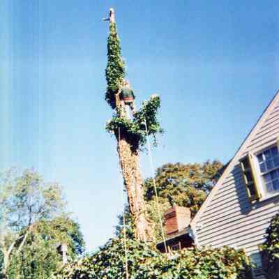Tree Removal D