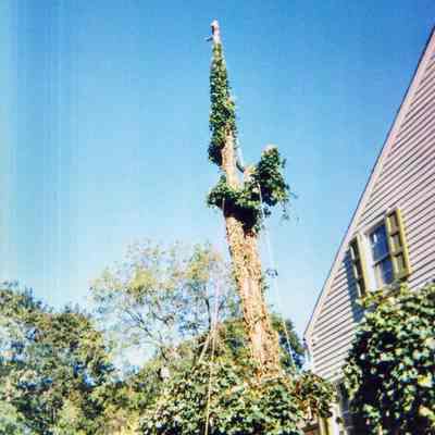 Tree Removal E