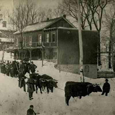 Oxen in the Snow