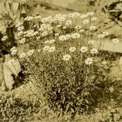 Daisies B