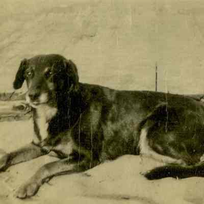 Dog at Island Beach