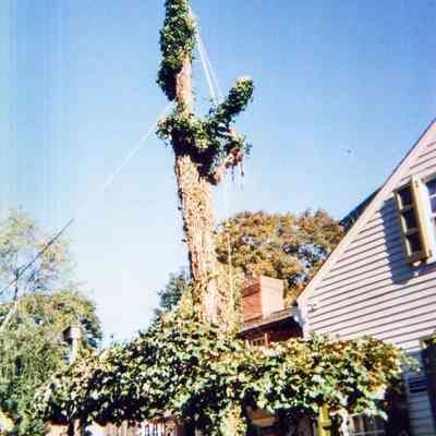Tree Removal F