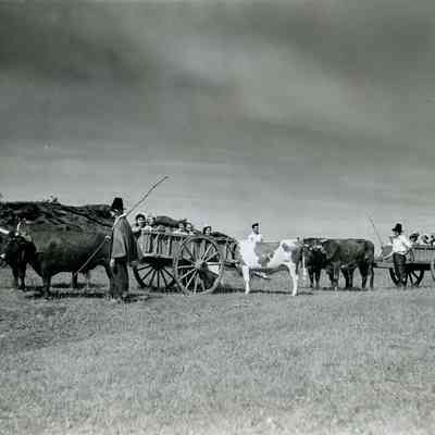 Ox-cart Ride C