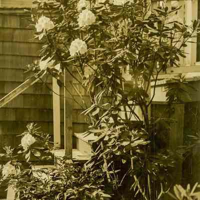 Rhododendron B