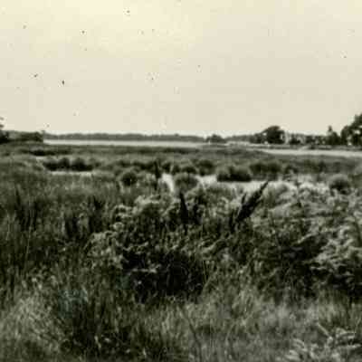 Coastal Marsh C