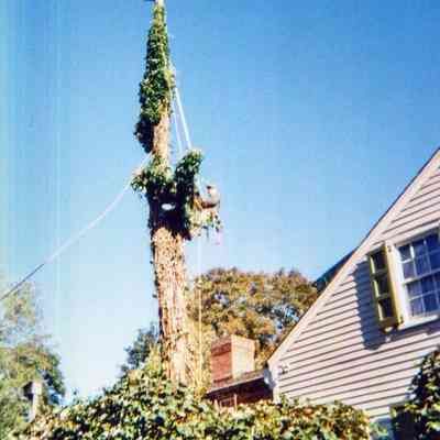Tree Removal G