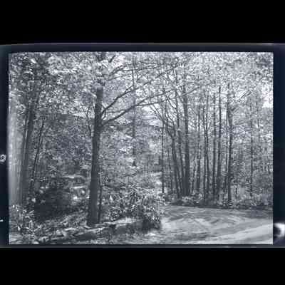Sargent Estate Meadow Lane Negative D