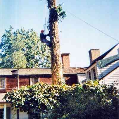 Tree Removal H