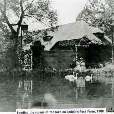 Feeding the Swans