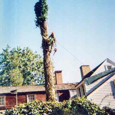 Tree Removal I