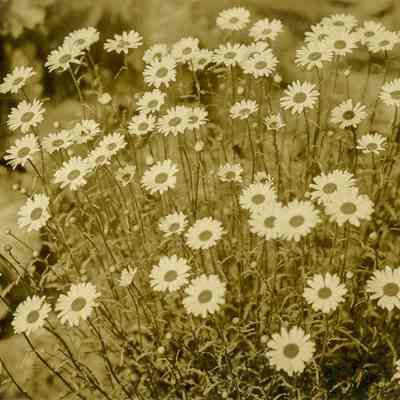 Daisies A